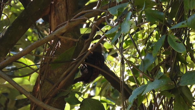 Bay Woodpecker - ML614591923