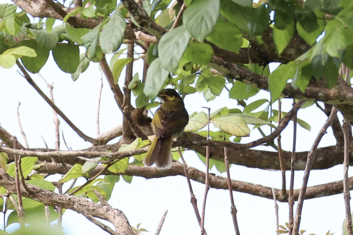 Eastern Wattled-Honeyeater - ML614591924