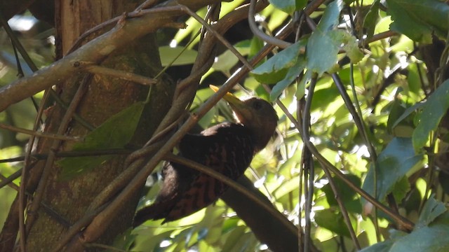 Bay Woodpecker - ML614591925