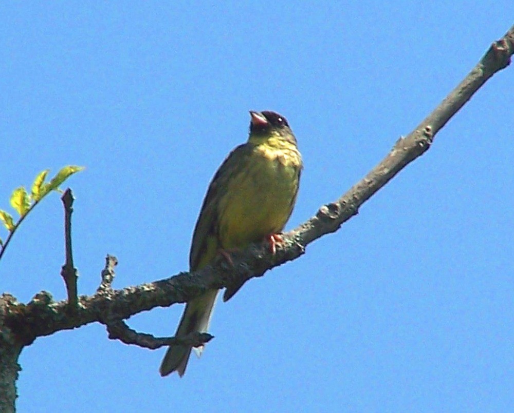 Masked Bunting - Charles Lam