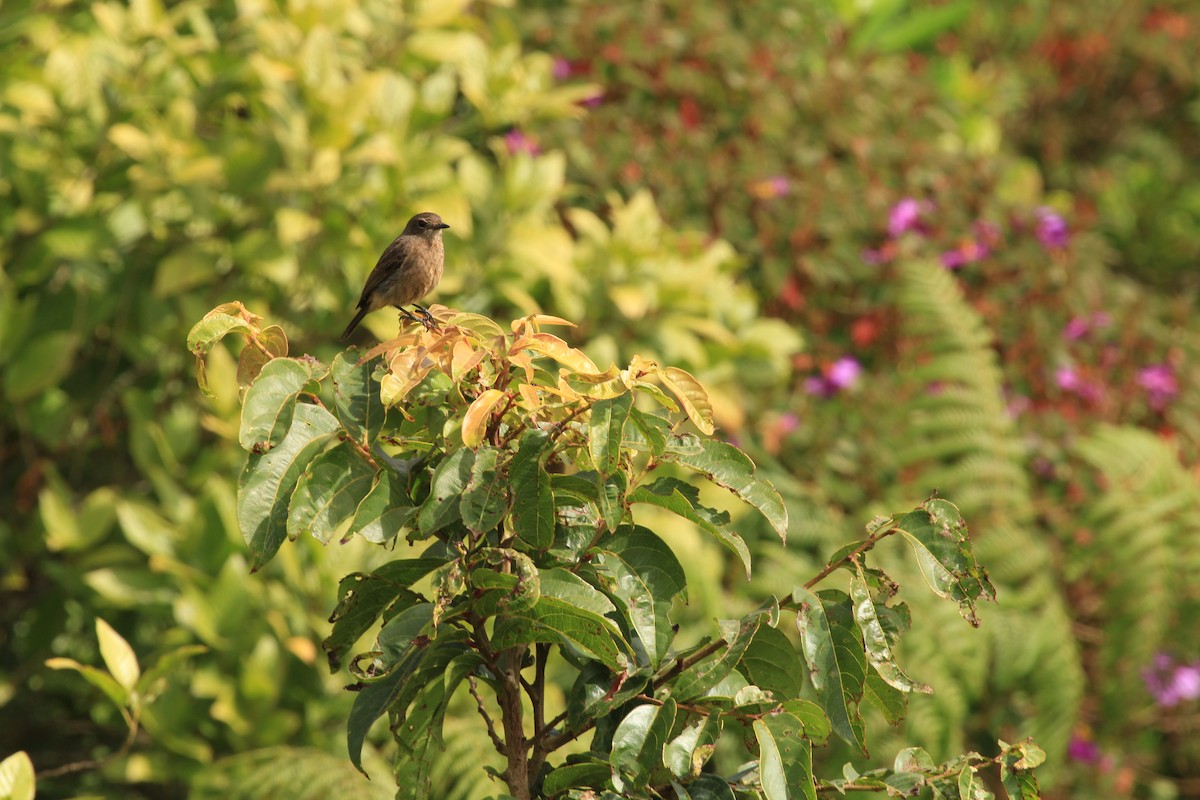 Pied Bushchat - ML614591976