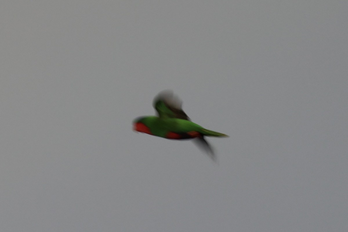 Blue-crowned Lorikeet - Andrew William