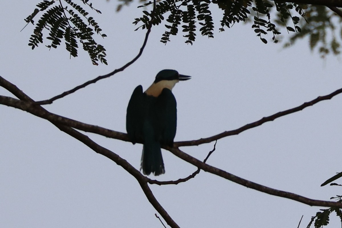 Flat-billed Kingfisher - ML614592008