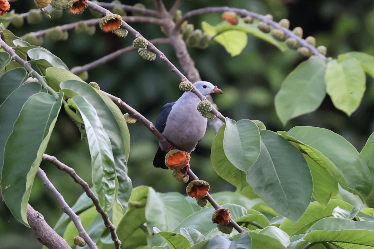 Pacific Imperial-Pigeon - Andrew William