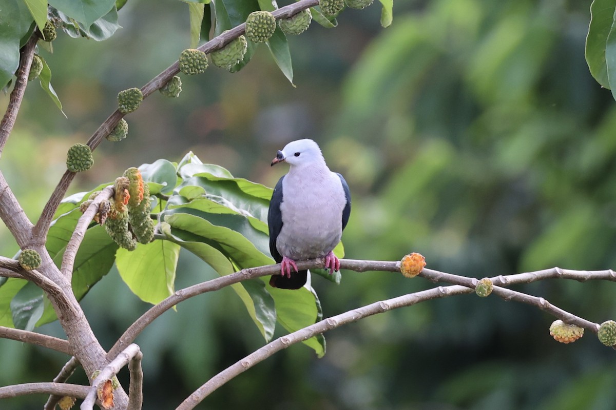 Тихоокеанский плодовый голубь - ML614592019