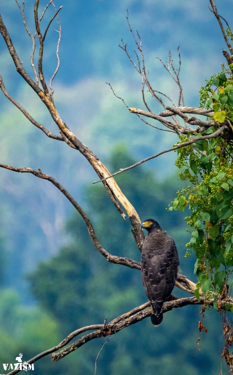 Crested Serpent-Eagle - Coimbatore Nature Society