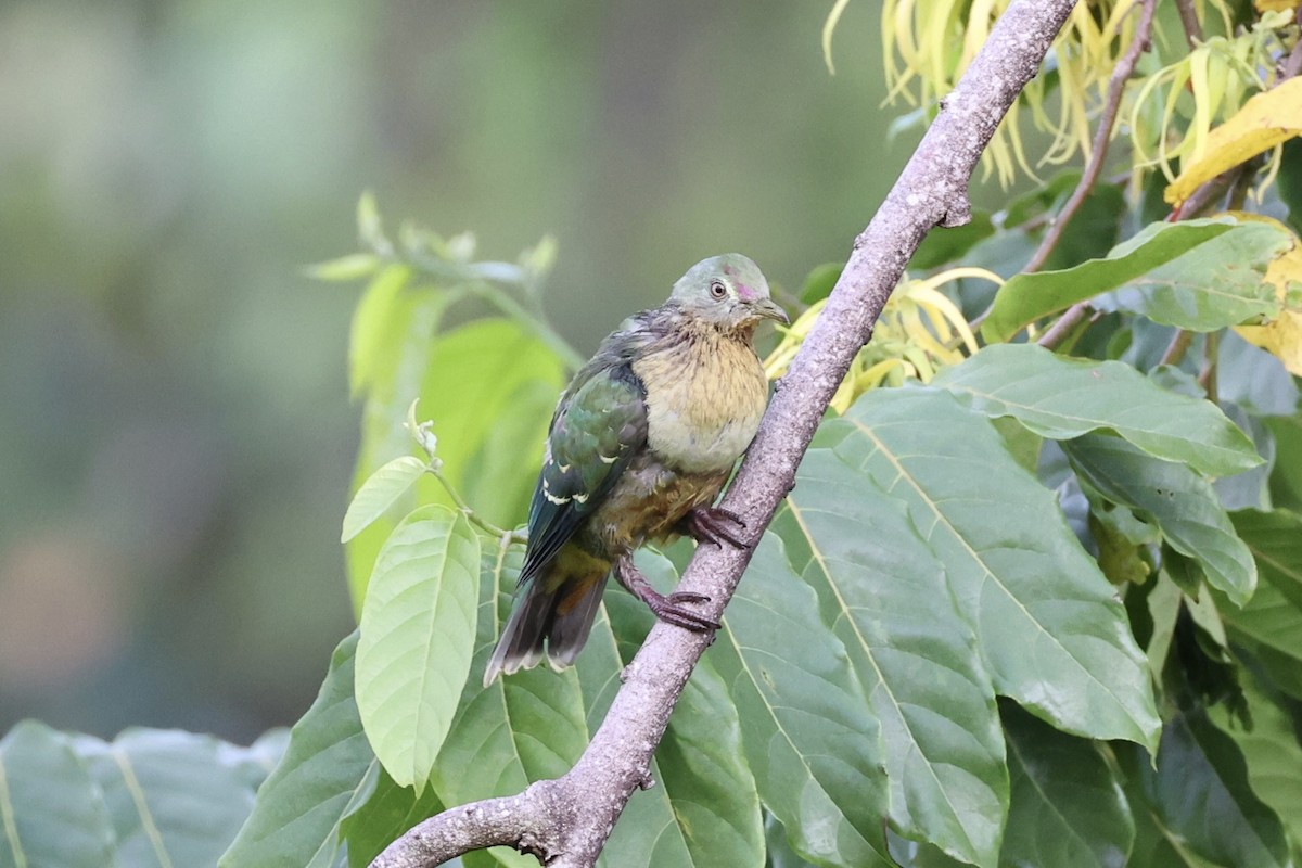 Crimson-crowned Fruit-Dove - ML614592026