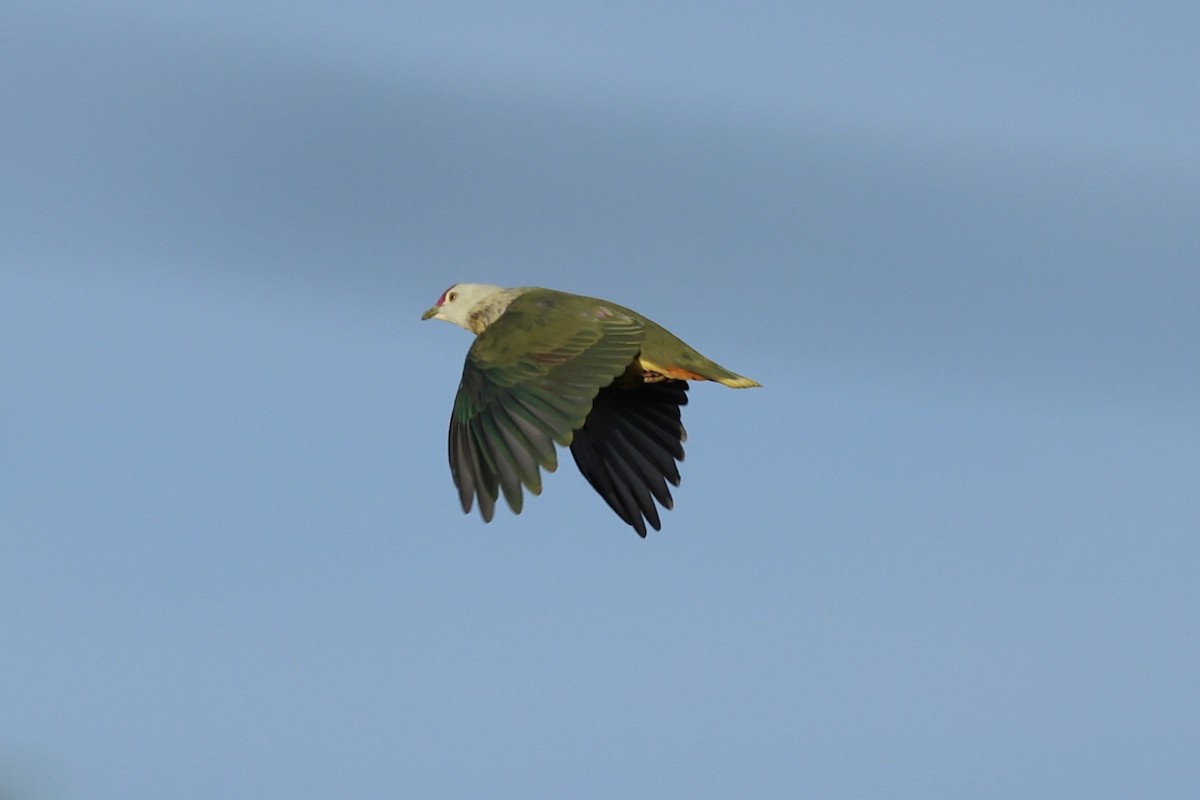 Crimson-crowned Fruit-Dove - ML614592027