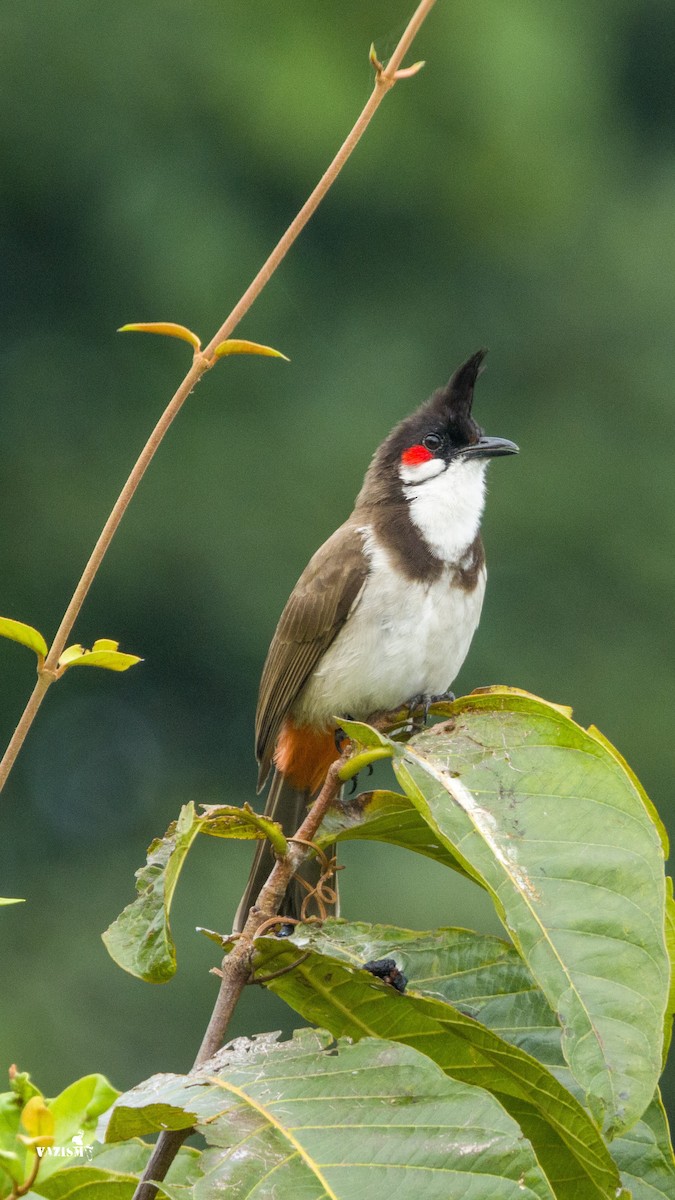 Red-whiskered Bulbul - ML614592035