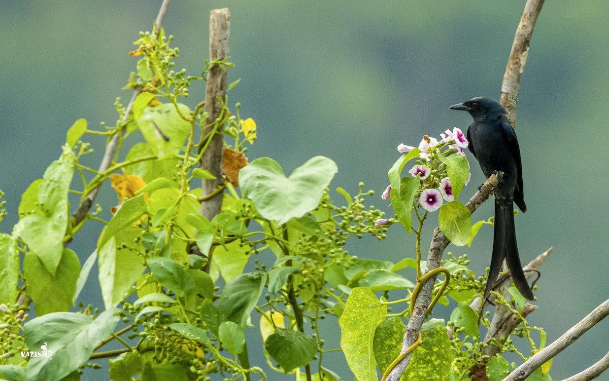 Kara Drongo - ML614592040