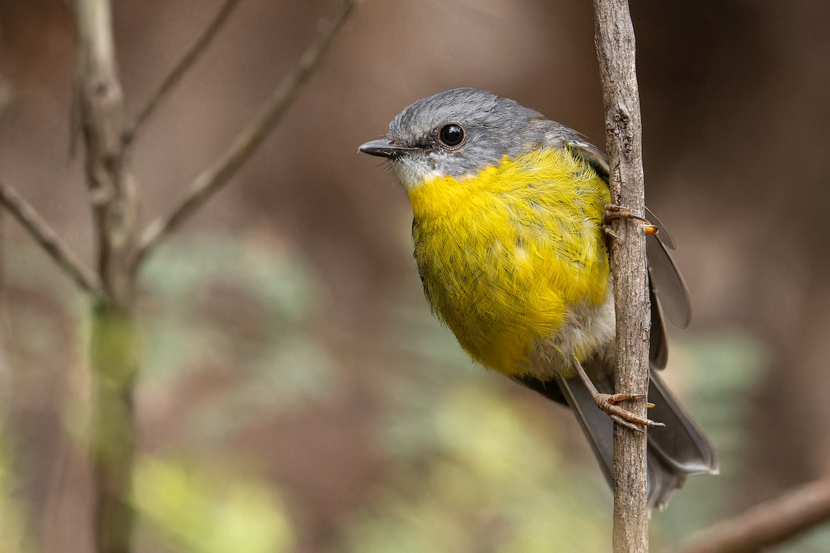 Eastern Yellow Robin - ML614592042