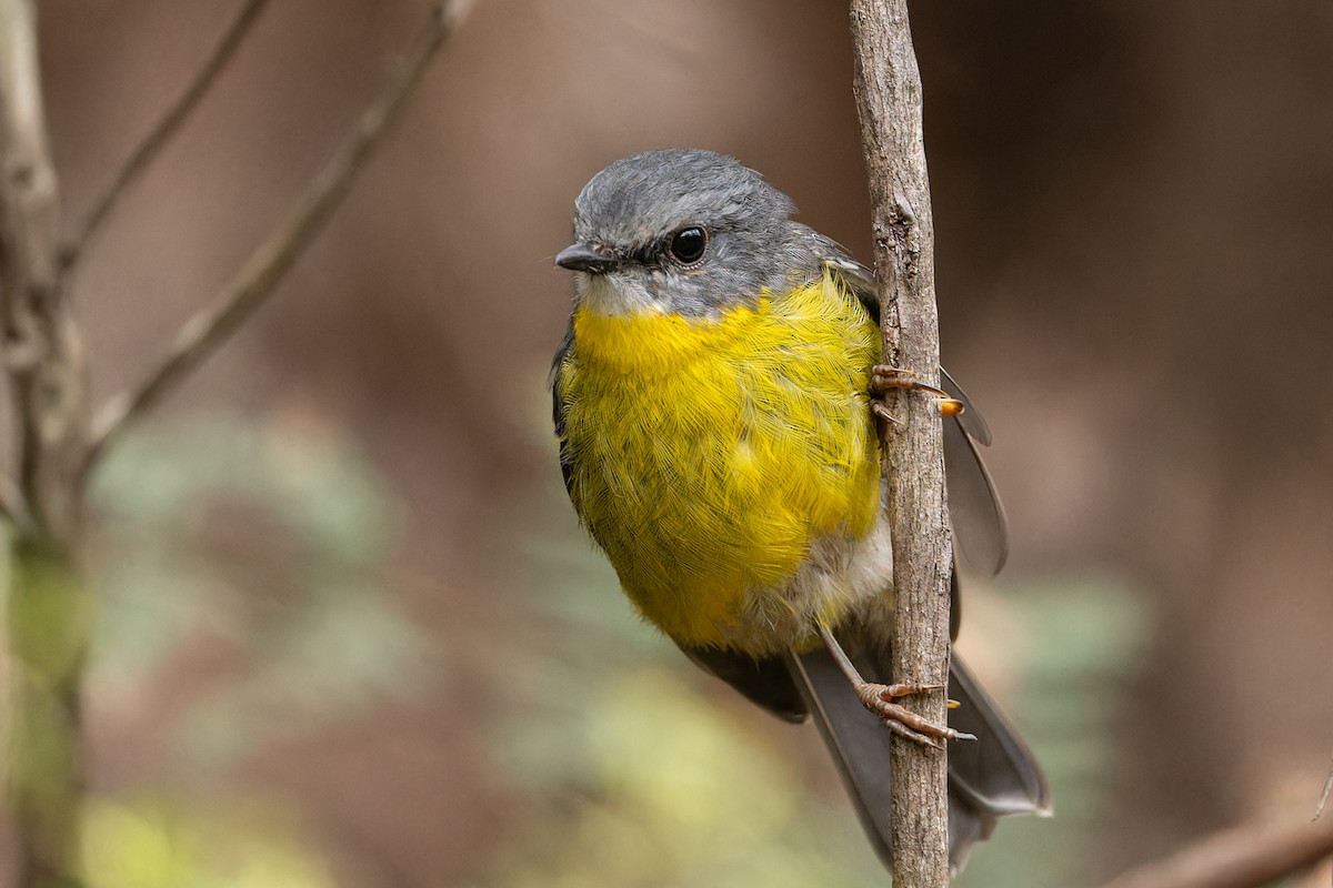 Eastern Yellow Robin - ML614592043