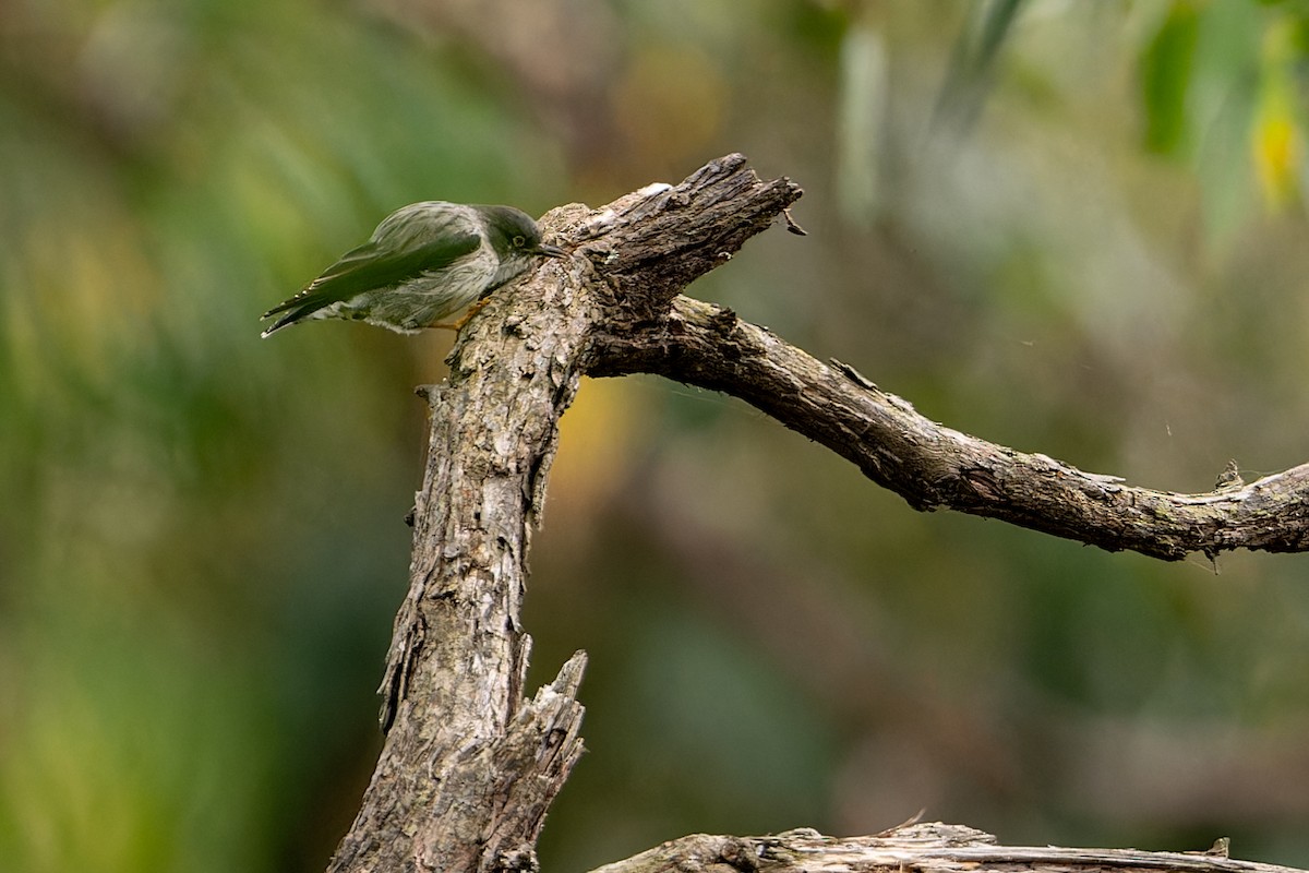 Varied Sittella - John  Van Doorn