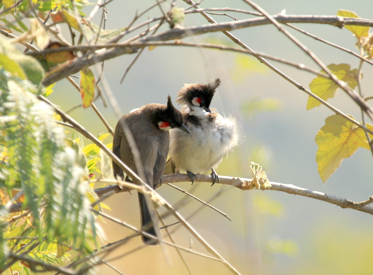 Red-whiskered Bulbul - ML614592055