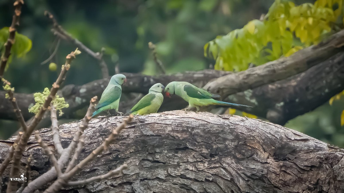 Malabar Parakeet - ML614592056