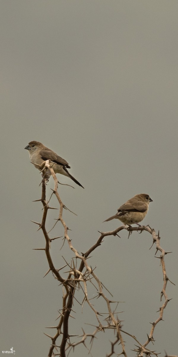 Indian Silverbill - Coimbatore Nature Society