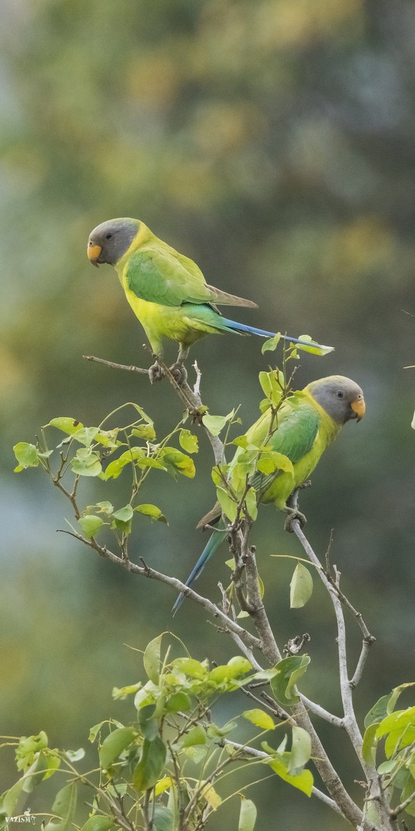 Plum-headed Parakeet - ML614592061