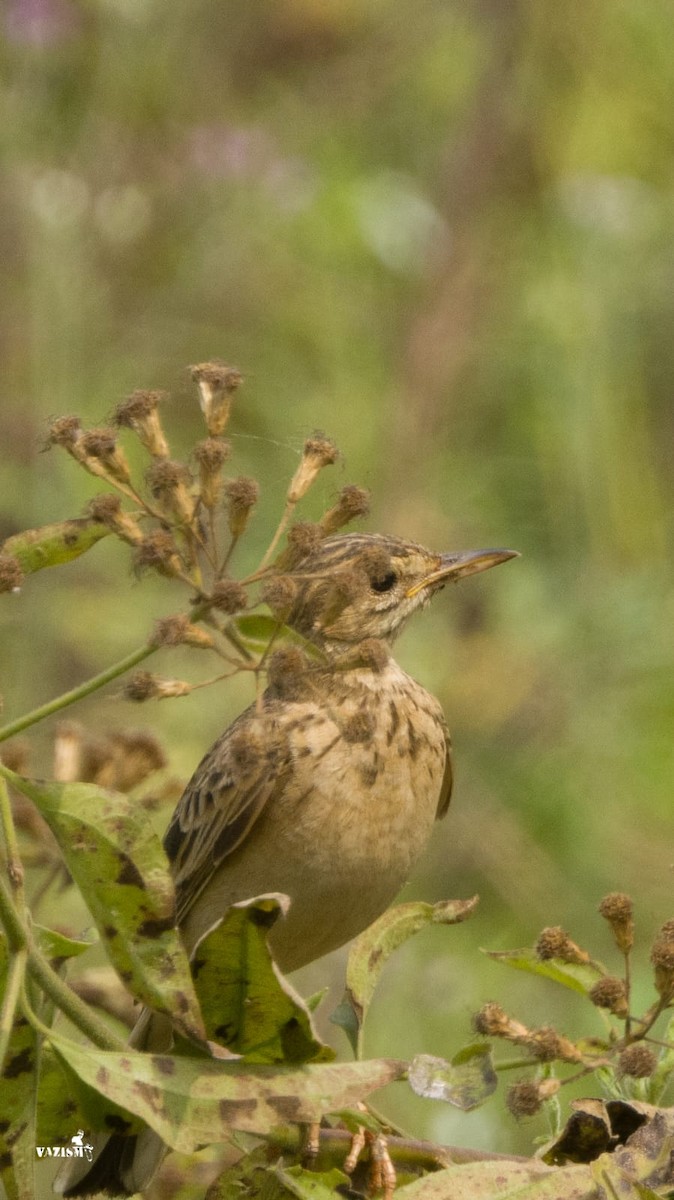 Jerdon's Bushlark - ML614592066