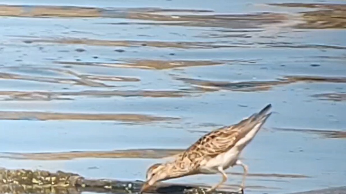 Pectoral Sandpiper - ML614592068