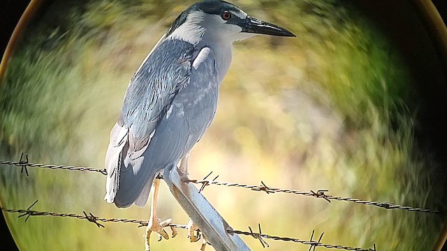 Black-crowned Night Heron - ML614592082