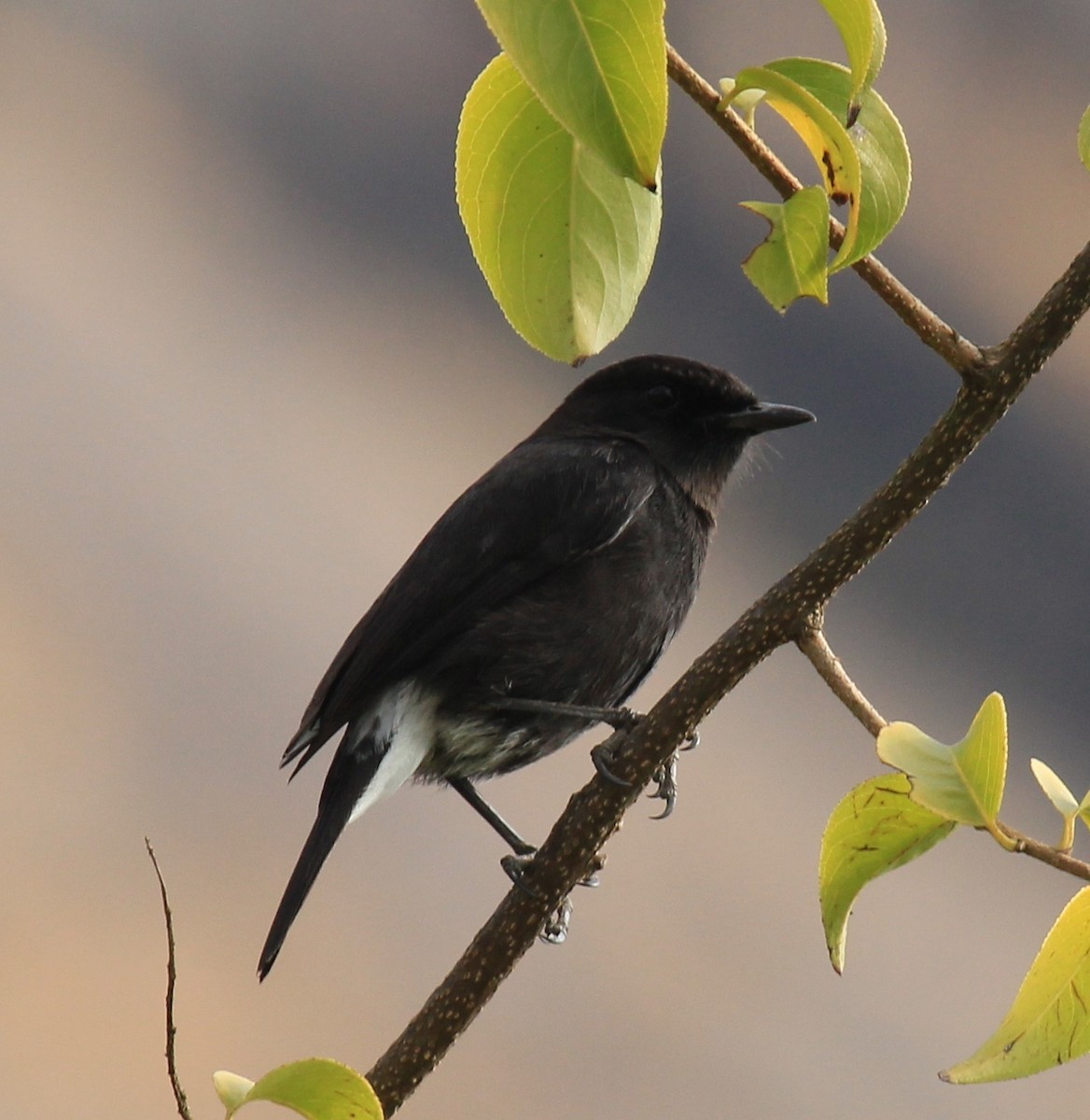 Pied Bushchat - ML614592093