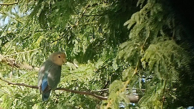 Rosy-faced Lovebird - ML614592104