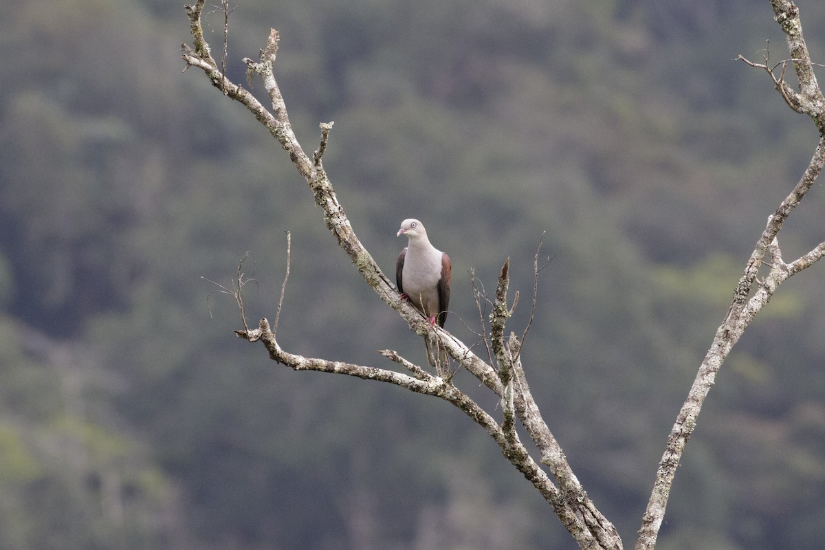 Mountain Imperial-Pigeon - ML614592160