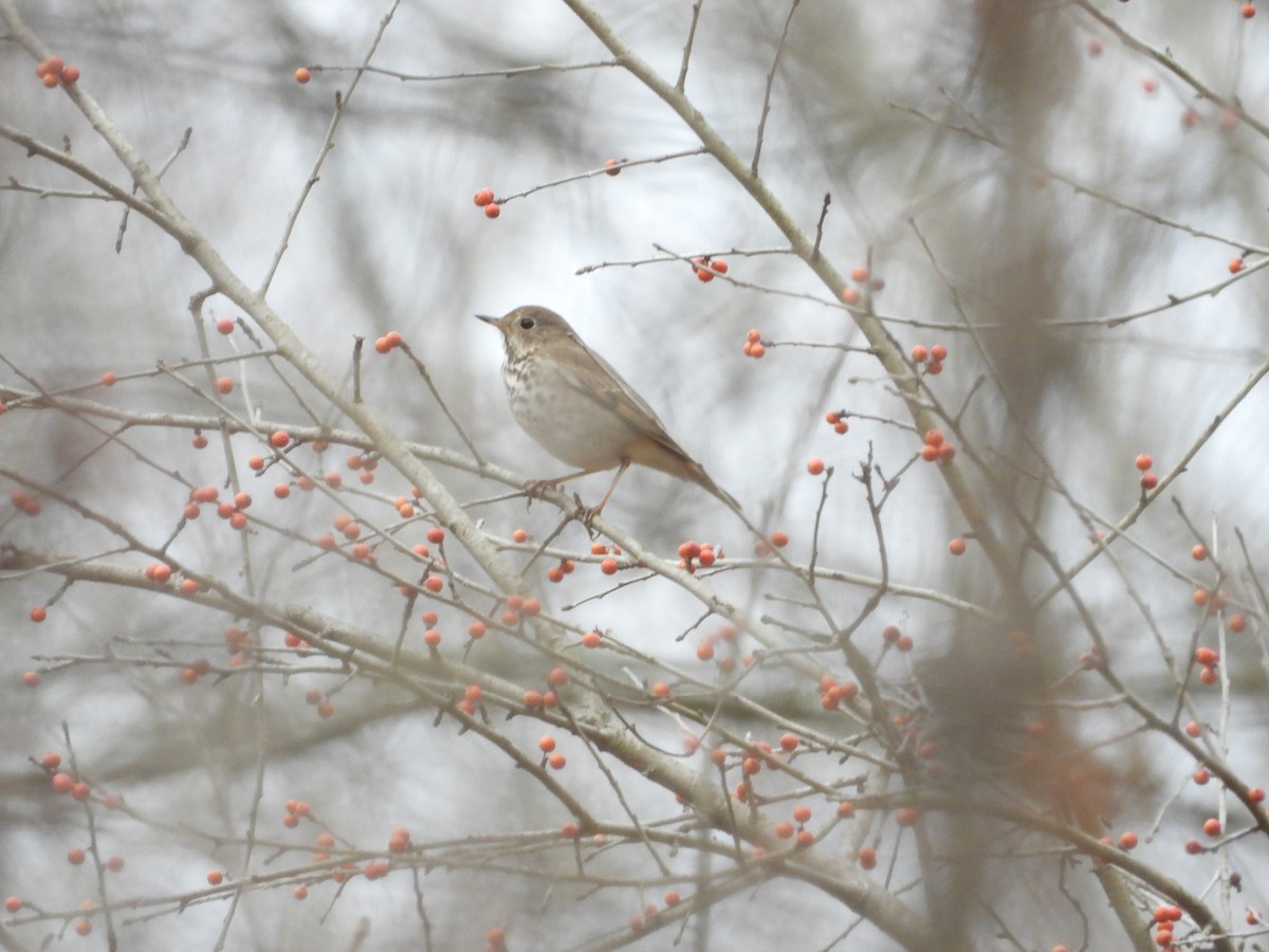 Hermit Thrush - ML614592261