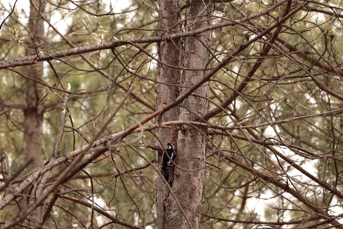 Great Spotted Woodpecker - ML614592262