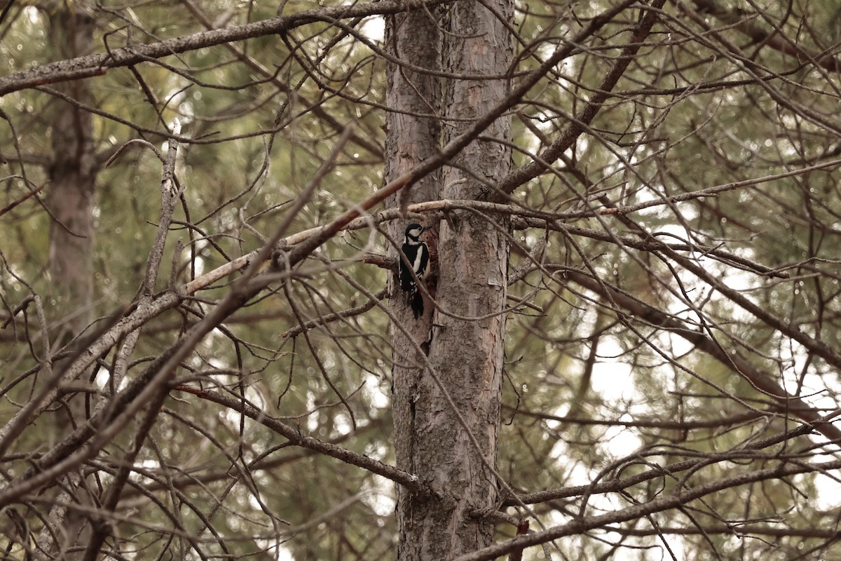 Great Spotted Woodpecker - ML614592263