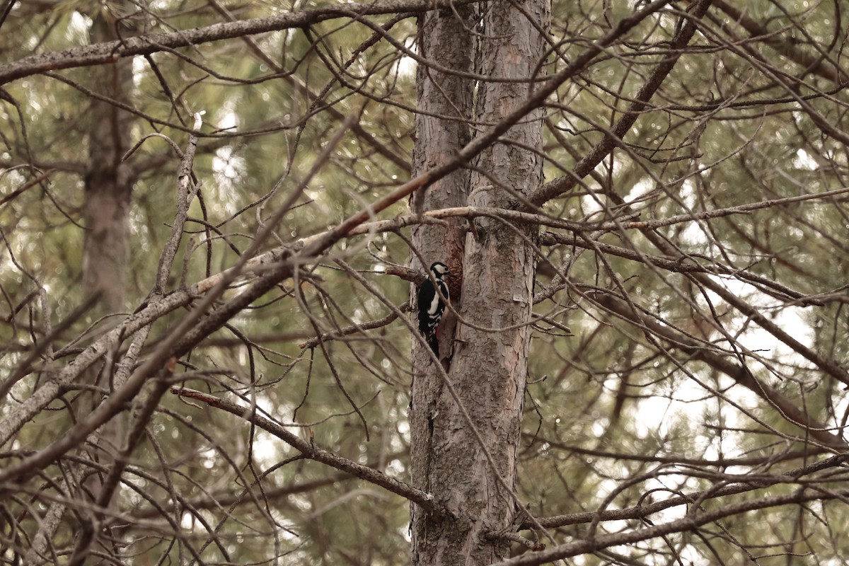 Great Spotted Woodpecker - ML614592264