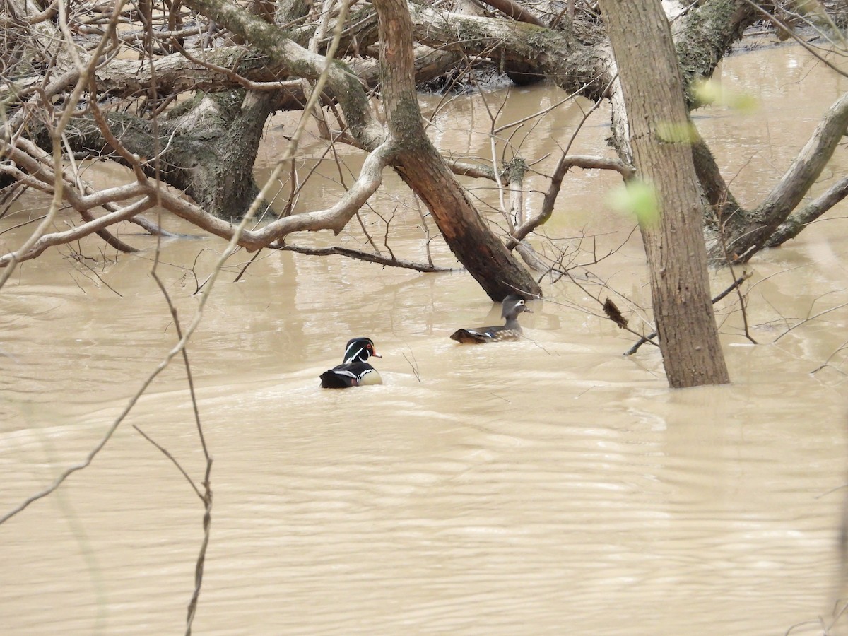 Wood Duck - ML614592266