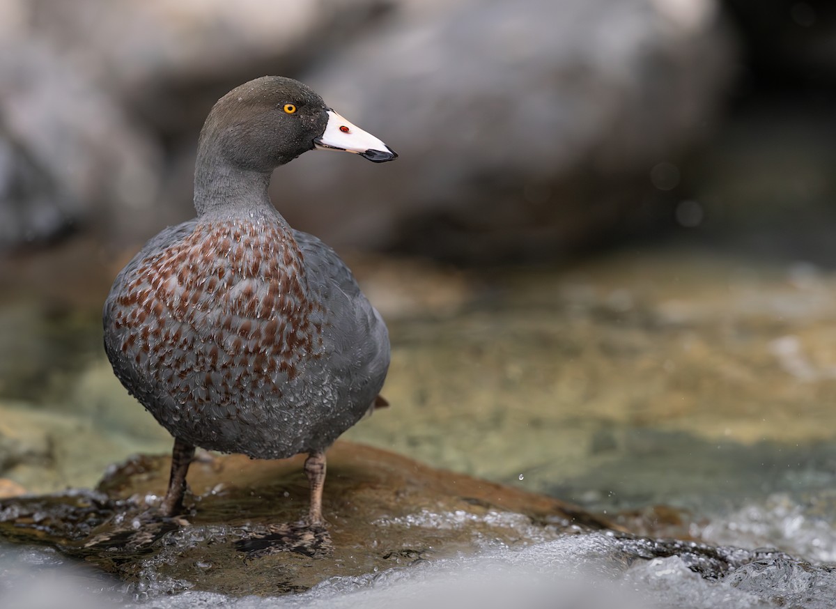 Pato Azul - ML614592288