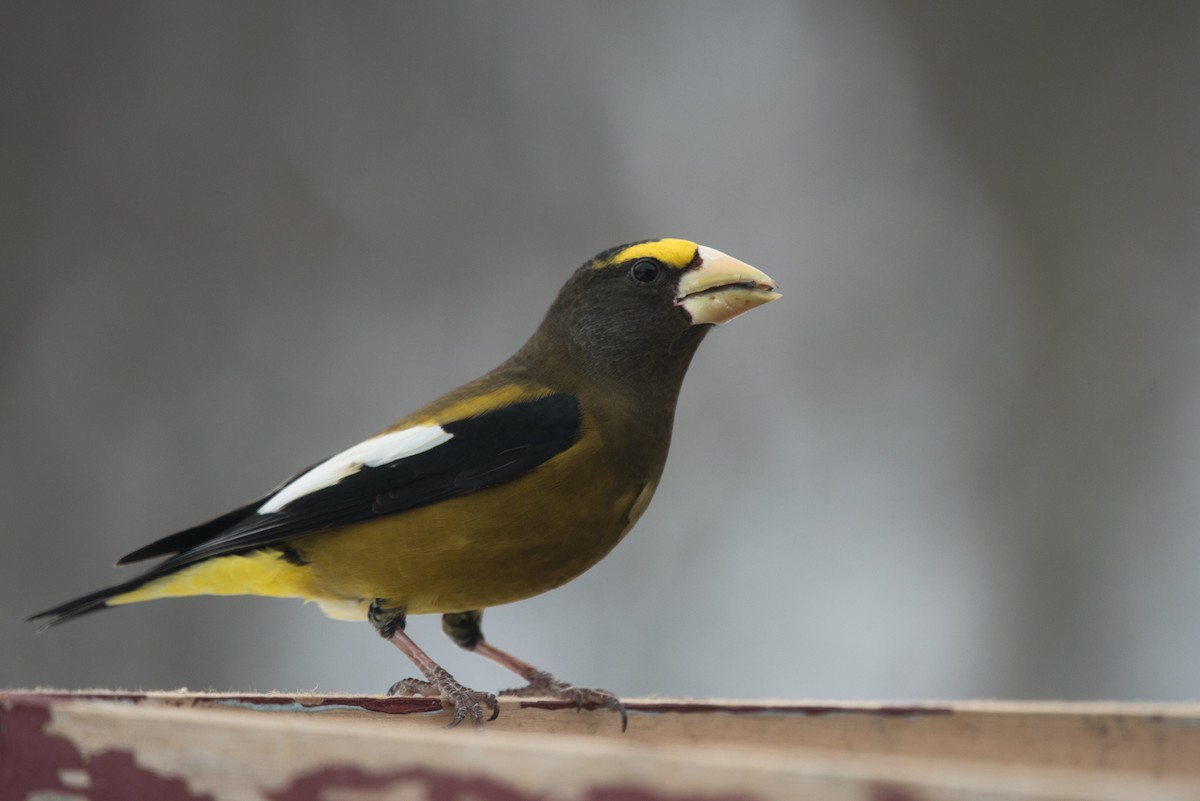 Evening Grosbeak - ML614592299