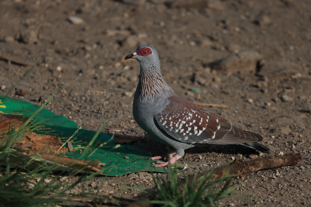 Speckled Pigeon - ML614592311