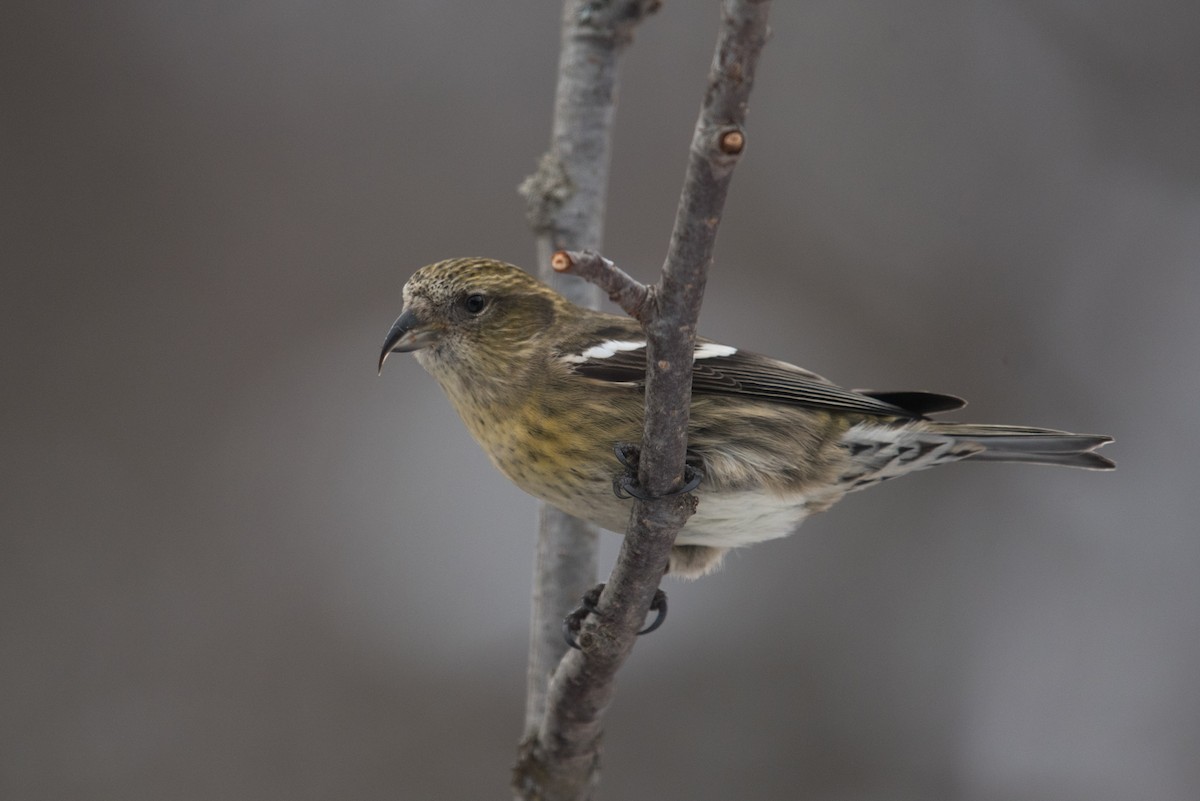 White-winged Crossbill - ML614592315