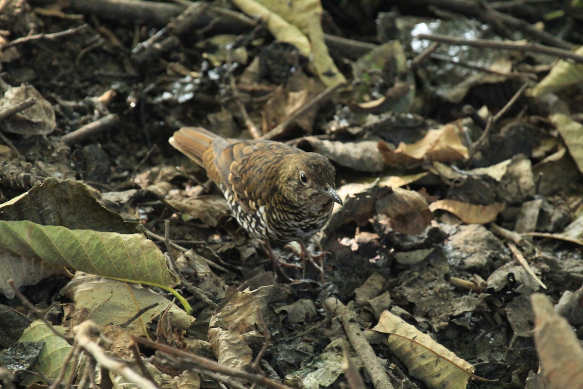 Nilgiri Thrush - Jackie Childers