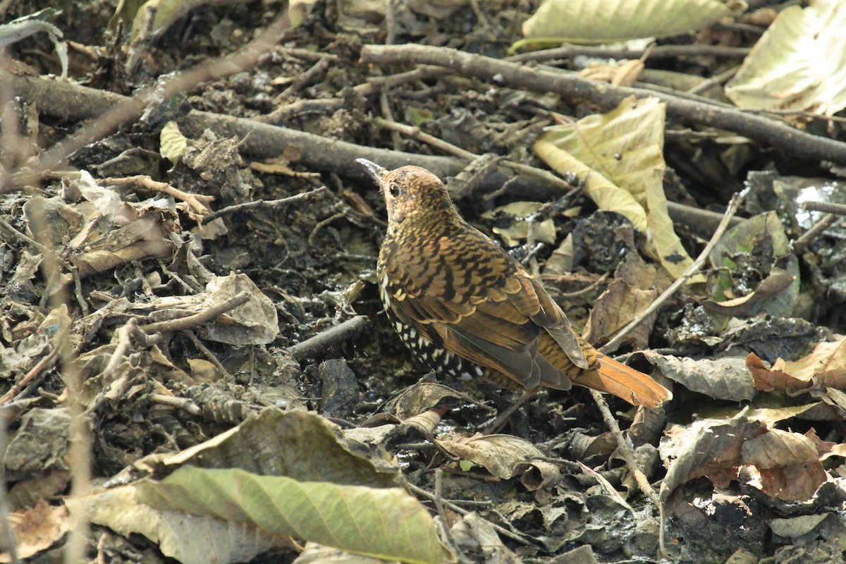 Nilgiri Thrush - Jackie Childers