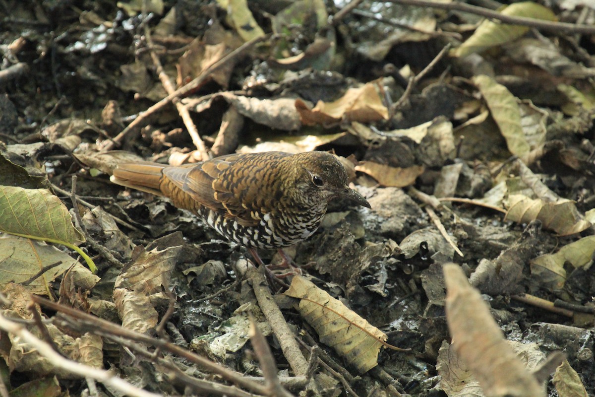 Nilgiri Thrush - Jackie Childers