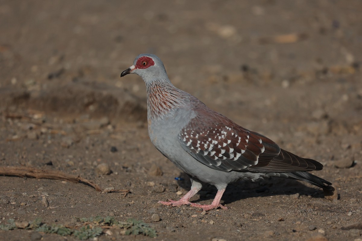 Speckled Pigeon - ML614592332