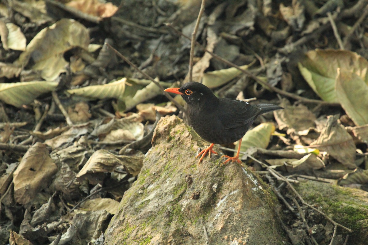 Indian Blackbird - ML614592366