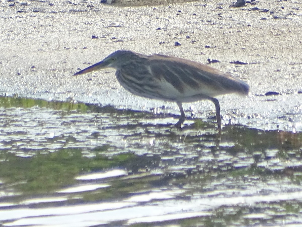 Indian Pond-Heron - Sri Srikumar