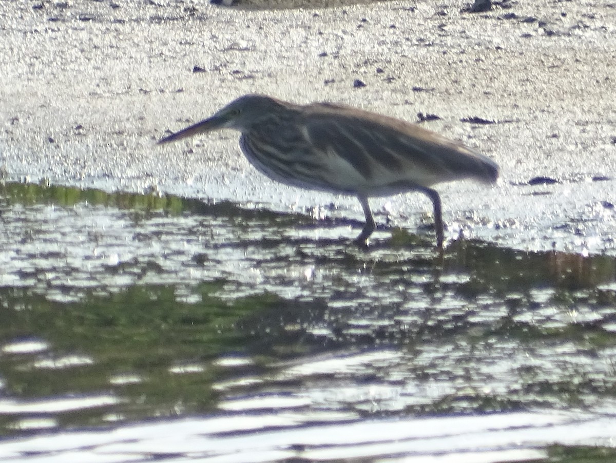 Indian Pond-Heron - Sri Srikumar