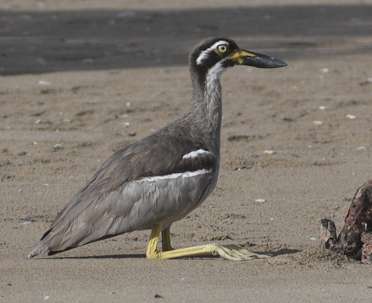 Beach Thick-knee - ML614592392