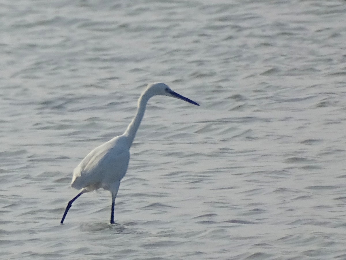 Medium Egret - Sri Srikumar