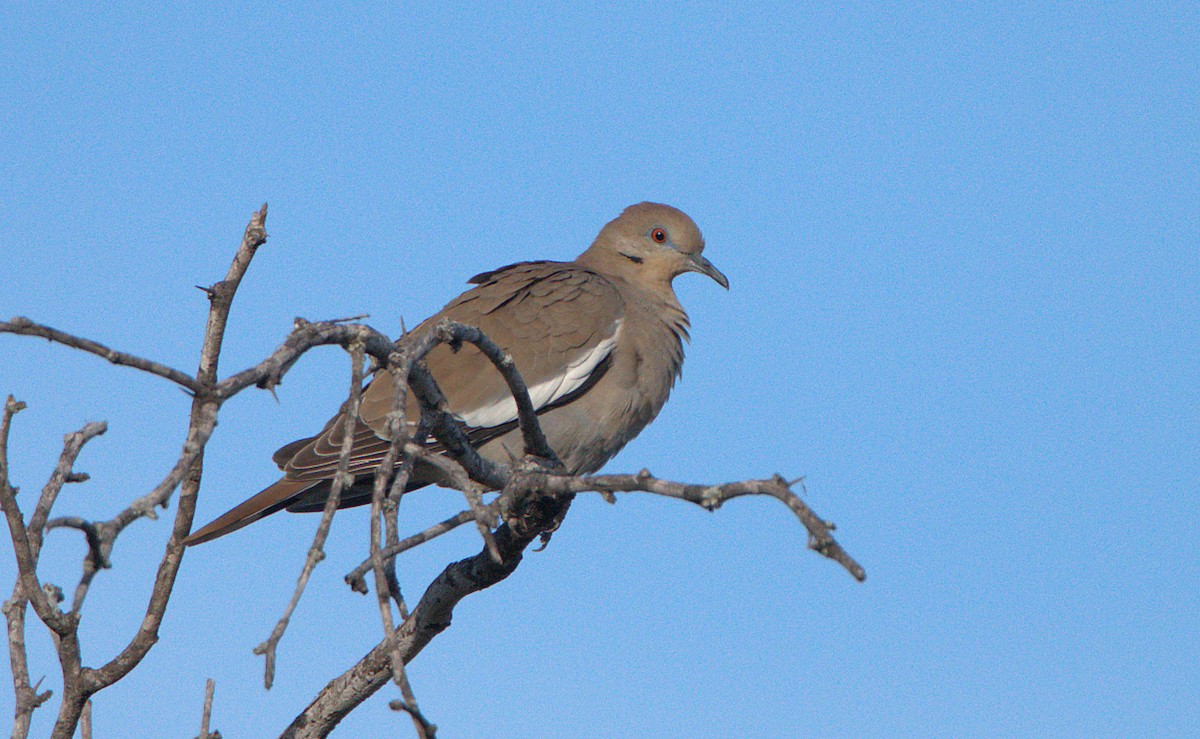 White-winged Dove - ML614592410