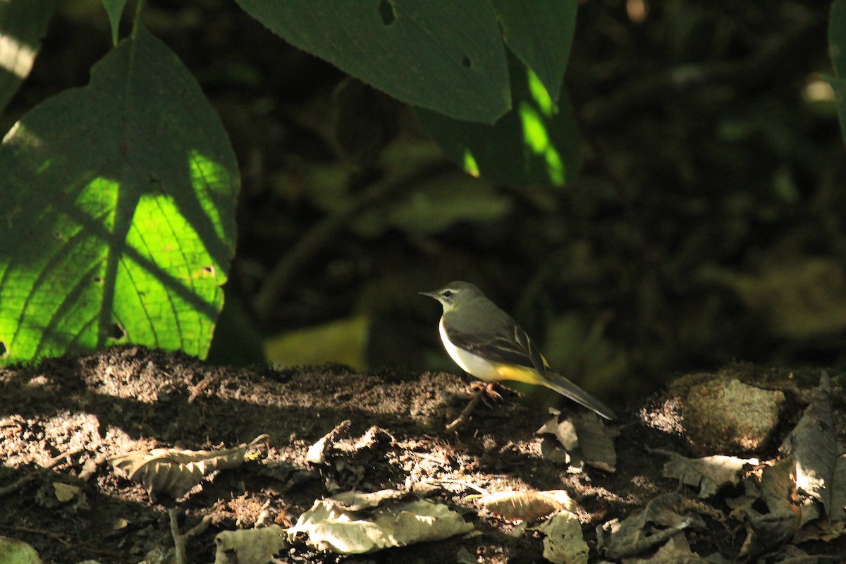 Gray Wagtail - ML614592412