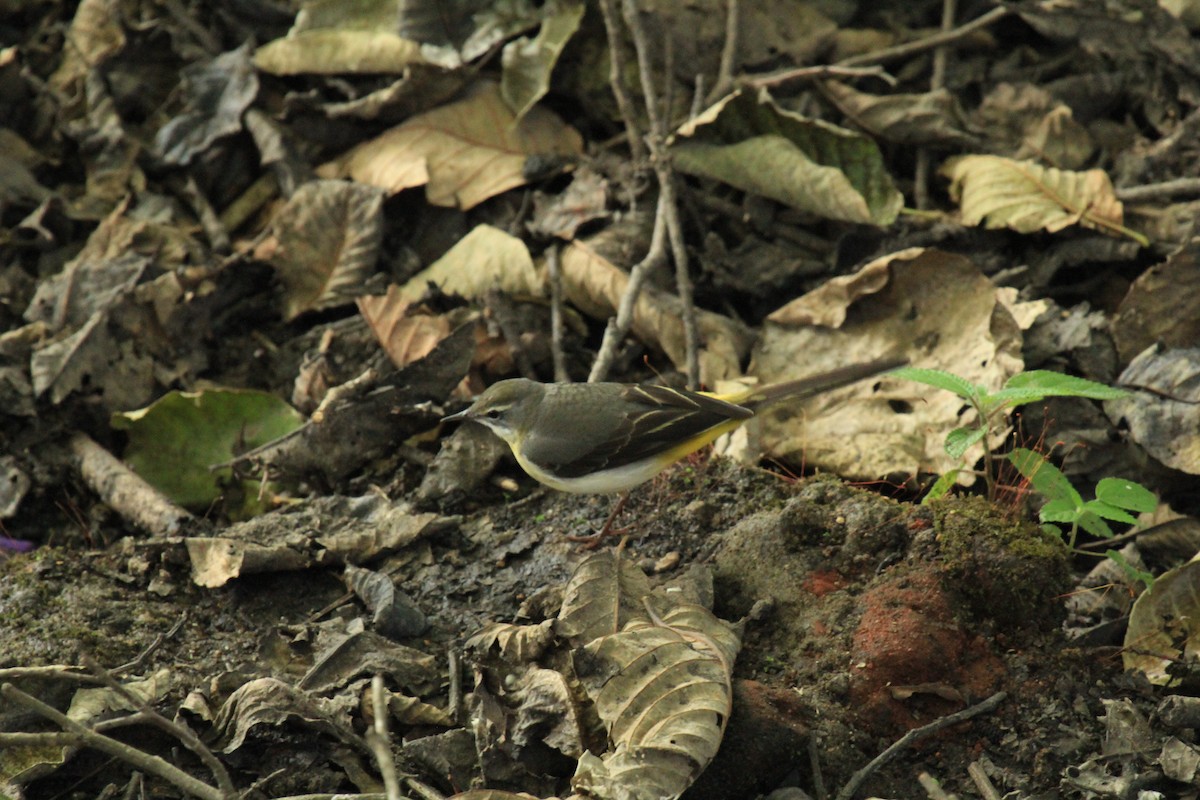 Gray Wagtail - ML614592413