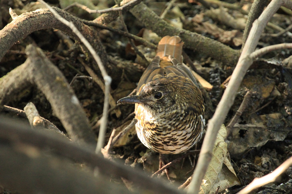 Nilgiri Thrush - Jackie Childers