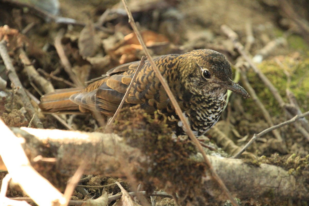 Nilgiri Thrush - Jackie Childers